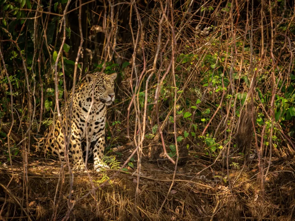 Jaguar dans la végétation du Pantanal, au Brésil