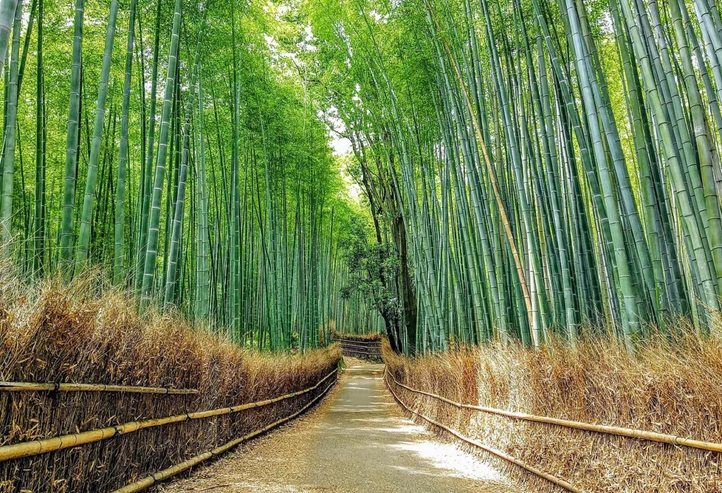 La bambouseraie d’Arashiyama à Kyoto