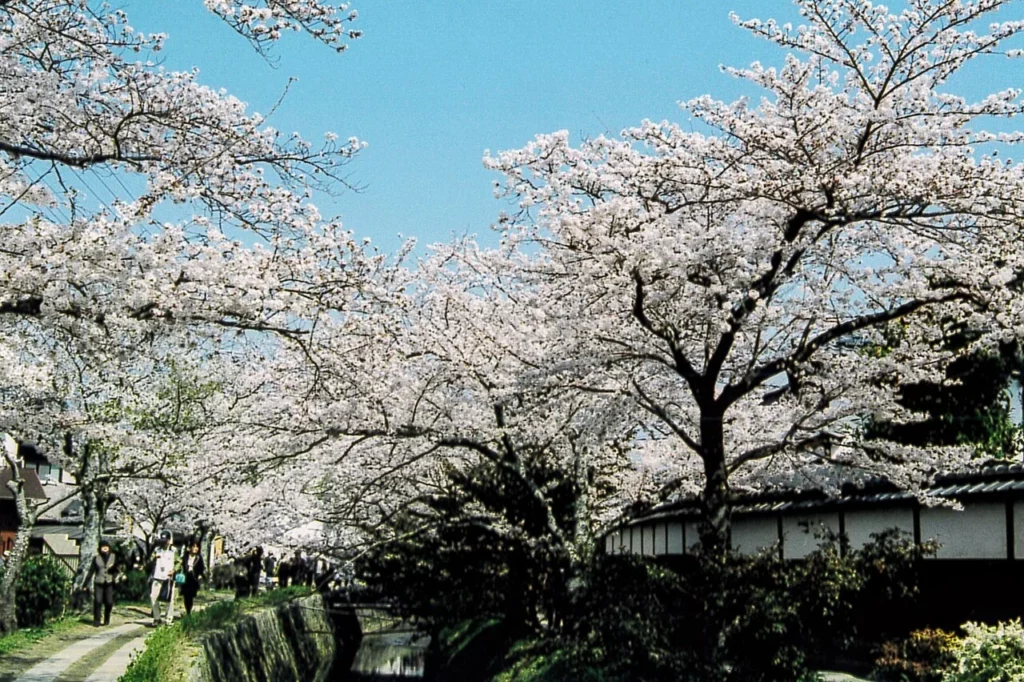 Le Chemin de la Philosophie bordé de cerisiers à Kyoto