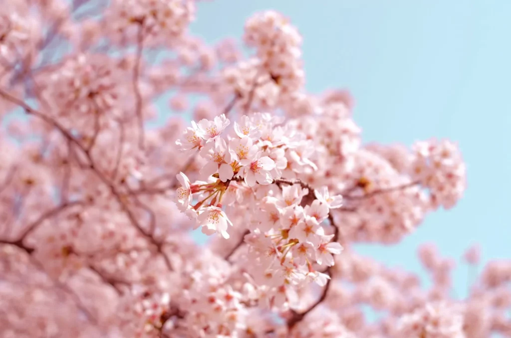 Fleurs de cerisier au printemps