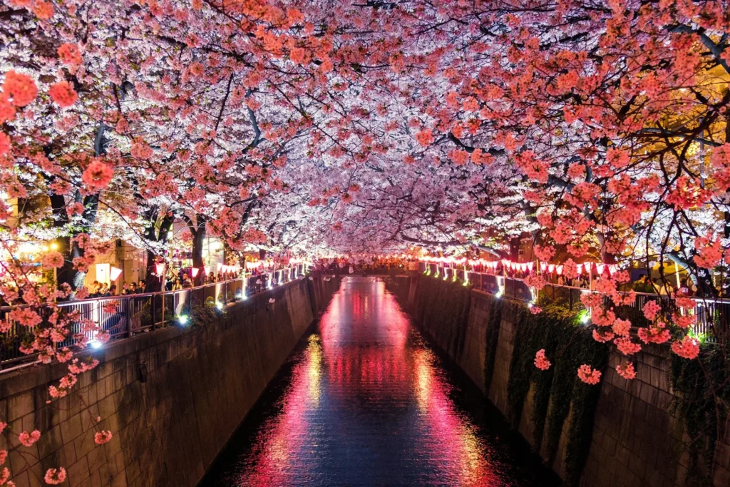 Cerisiers en fleurs illuminés le long de la rivière Meguro à Tokyo