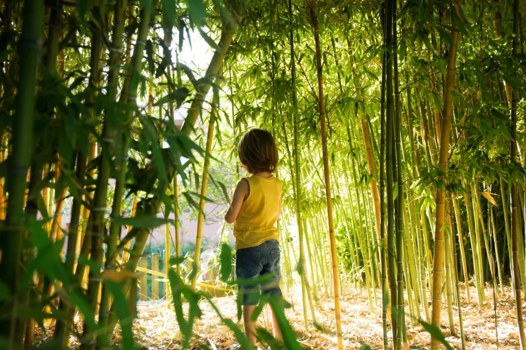 Enfant explorant une bambouseraie au Japon