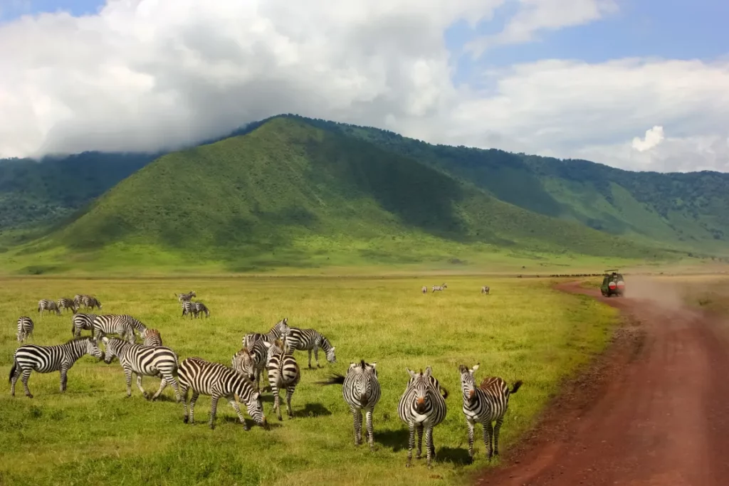Zèbres au fond du cratère du Ngorongoro, au pied de ses parois