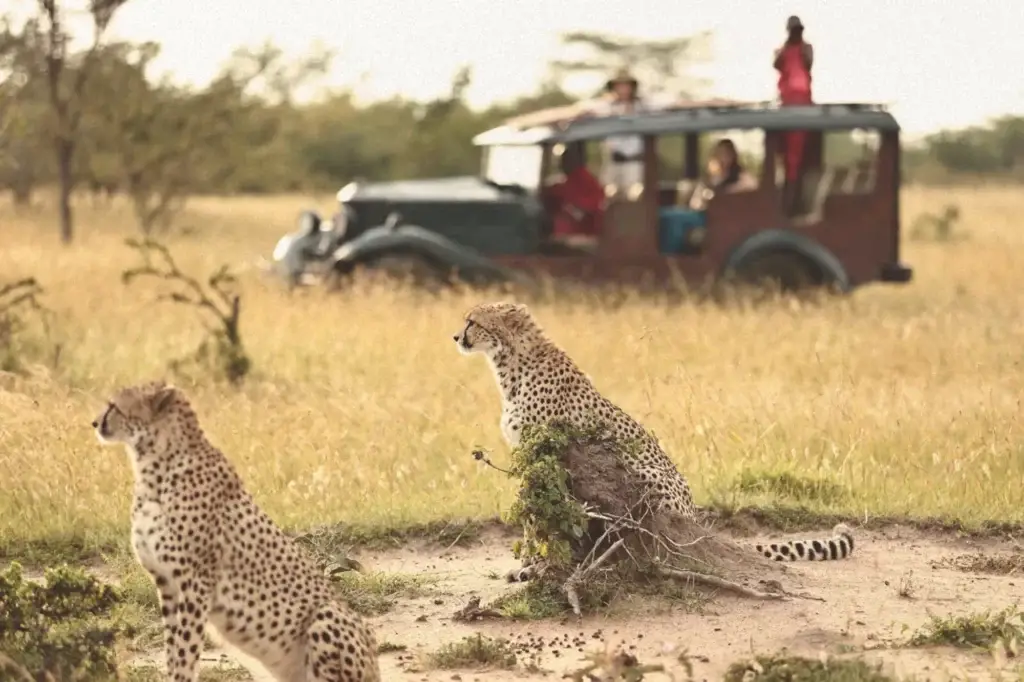 Safari dans le nord de la Tanzanie