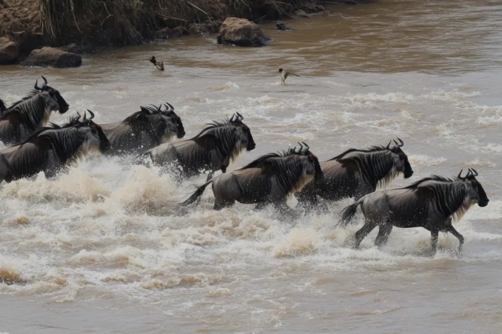 Gnous traversant une rivière pendant la Grande Migration