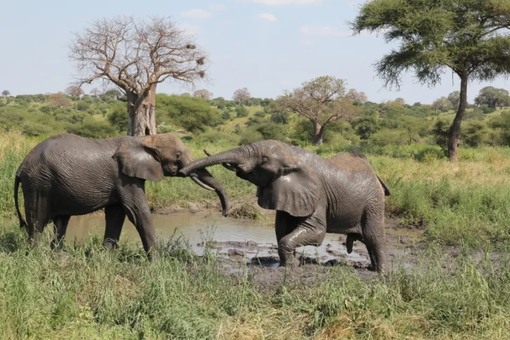 Éléphants près d’un point d’eau dans le parc national de Tarangire